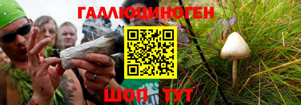 Псилоцибиновые грибы Psilocybine cubensis Волжский